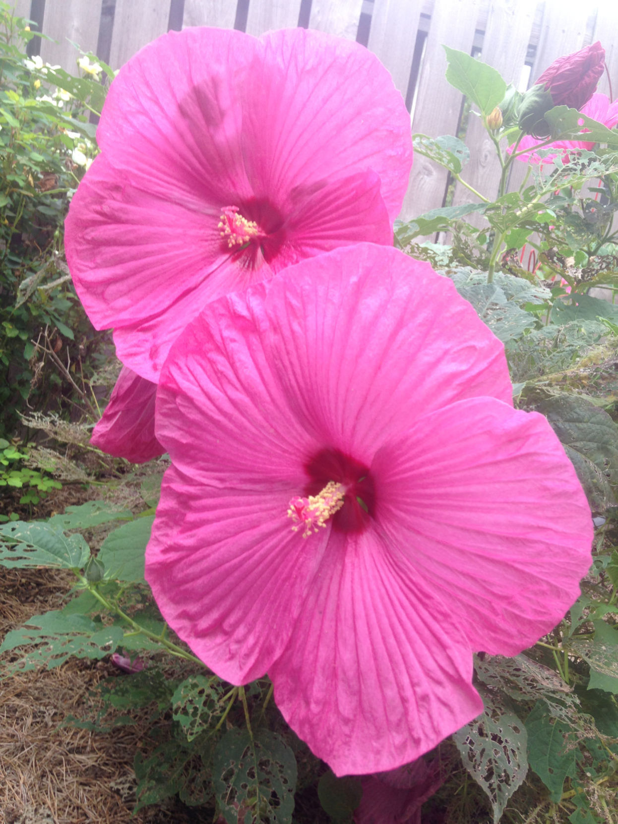 Pink blooms